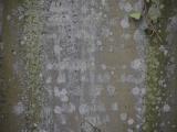 image of grave number 798470